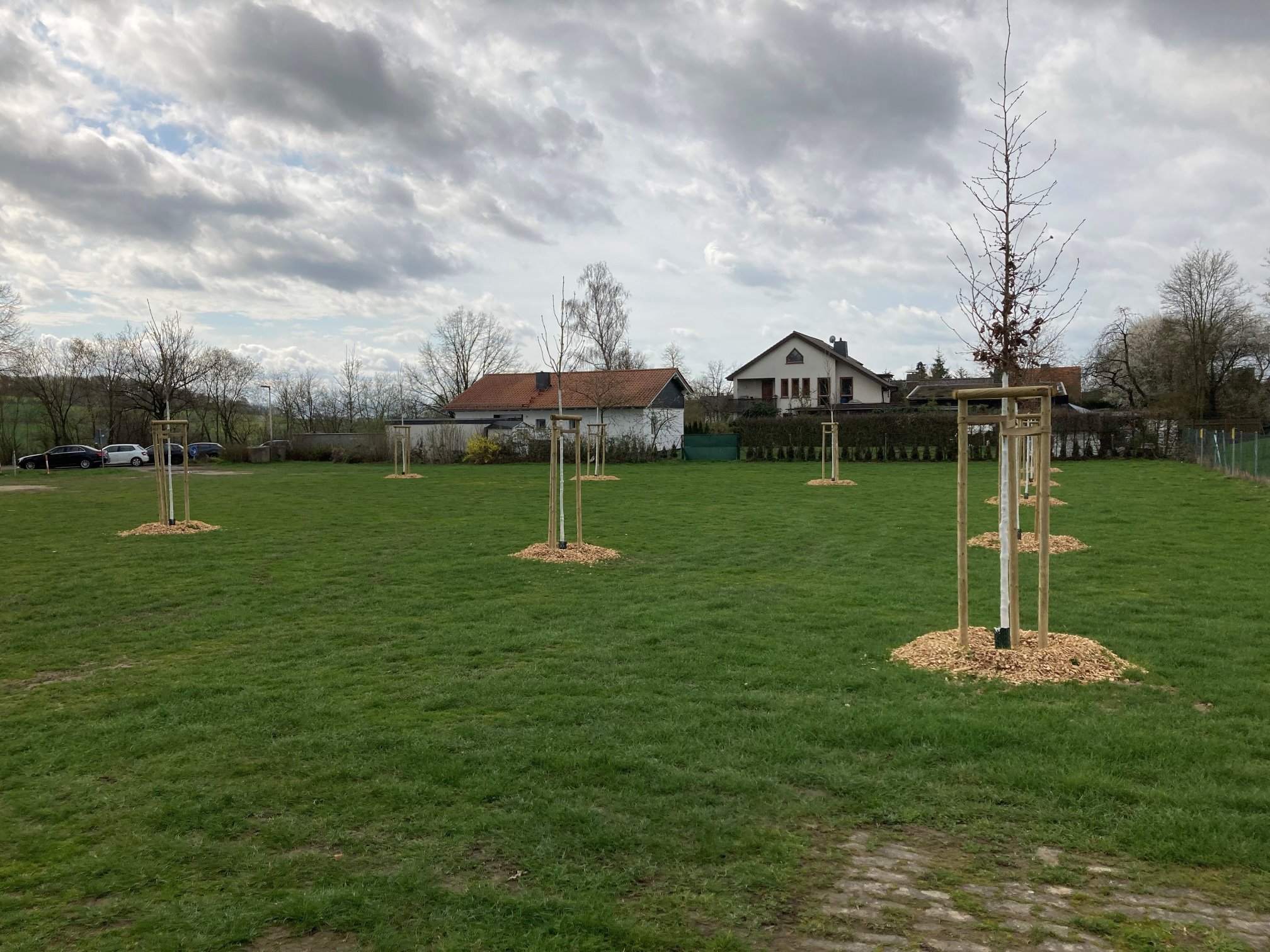 Neu gepflanzte Bäume, auf der Wiese gegenüber der Gesamtschule